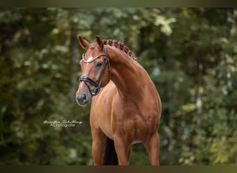 Westfale, Wallach, 6 Jahre, 171 cm, Dunkelfuchs