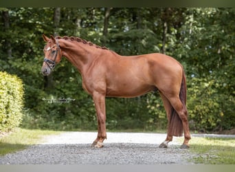 Westfale, Wallach, 6 Jahre, 171 cm, Dunkelfuchs