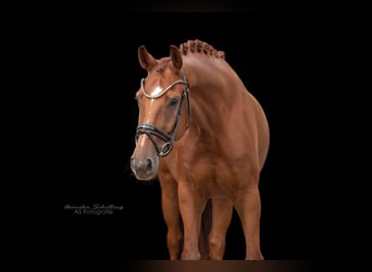 Westfale, Wallach, 6 Jahre, 171 cm, Dunkelfuchs