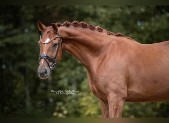 Westfale, Wallach, 6 Jahre, 171 cm, Dunkelfuchs