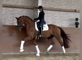 Westfale, Wallach, 6 Jahre, 171 cm, Dunkelfuchs