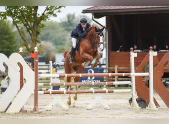 Westfale, Wallach, 6 Jahre, 171 cm, Fuchs