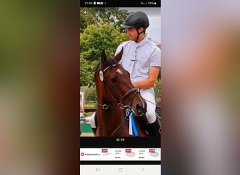 Westfale, Wallach, 6 Jahre, 172 cm, Brauner