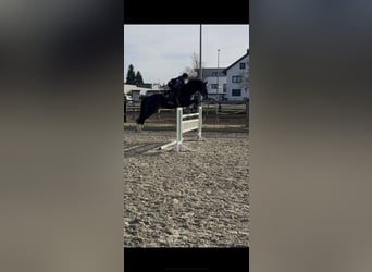 Westfale, Wallach, 6 Jahre, 172 cm, Dunkelbrauner