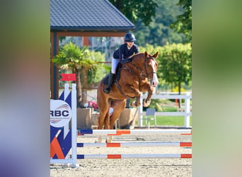 Westfale, Wallach, 6 Jahre, 172 cm, Dunkelfuchs