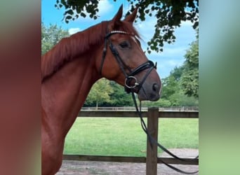 Westfale, Wallach, 6 Jahre, 172 cm, Fuchs