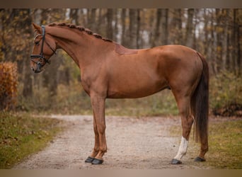 Westfale, Wallach, 6 Jahre, 172 cm, Fuchs