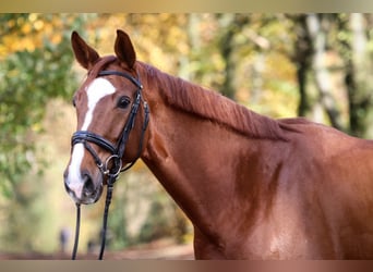 Westfale, Wallach, 6 Jahre, 172 cm, Fuchs