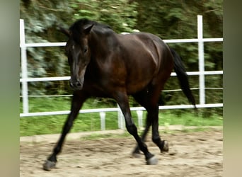 Westfale, Wallach, 6 Jahre, 172 cm, Rappe