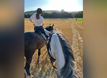 Westfale, Wallach, 6 Jahre, 172 cm, Schimmel
