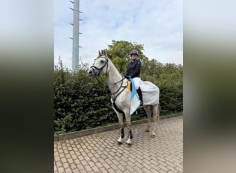 Westfale, Wallach, 6 Jahre, 172 cm, Schimmel