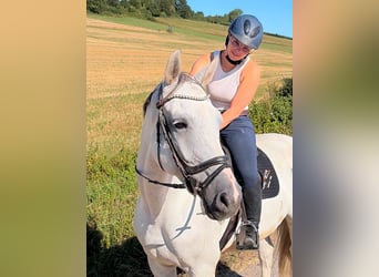 Westfale, Wallach, 6 Jahre, 172 cm, Schimmel