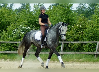 Westfale, Wallach, 6 Jahre, 172 cm, Schimmel