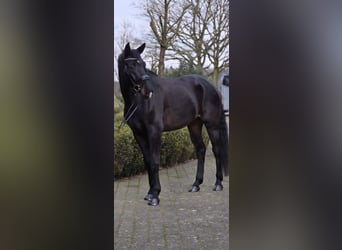 Westfale, Wallach, 6 Jahre, 172 cm, Schwarzbrauner