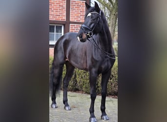 Westfale, Wallach, 6 Jahre, 172 cm, Schwarzbrauner
