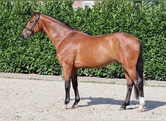 Westfale, Wallach, 6 Jahre, 173 cm, Brauner