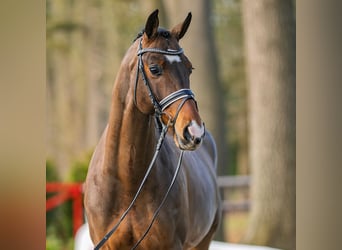 Westfale, Wallach, 6 Jahre, 173 cm, Brauner