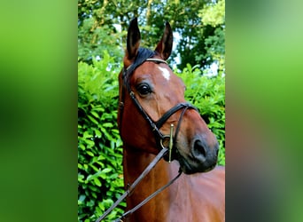 Westfale, Wallach, 6 Jahre, 173 cm, Dunkelbrauner