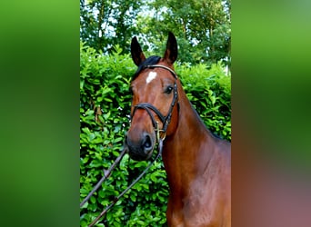 Westfale, Wallach, 6 Jahre, 173 cm, Dunkelbrauner