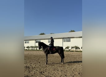 Westfale, Wallach, 6 Jahre, 173 cm, Dunkelbrauner