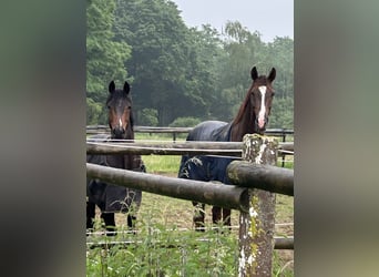 Westfale, Wallach, 6 Jahre, 173 cm, Dunkelfuchs
