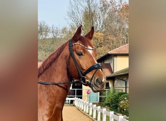 Westfale, Wallach, 6 Jahre, 173 cm, Fuchs