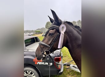Westfale, Wallach, 6 Jahre, 173 cm, Schwarzbrauner