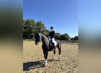 Westfale, Wallach, 6 Jahre, 173 cm, Schwarzbrauner