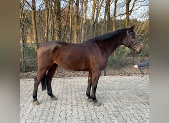 Westfale, Wallach, 6 Jahre, 174 cm, Brauner