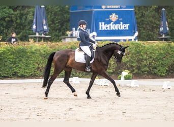 Westfale, Wallach, 6 Jahre, 174 cm, Dunkelbrauner