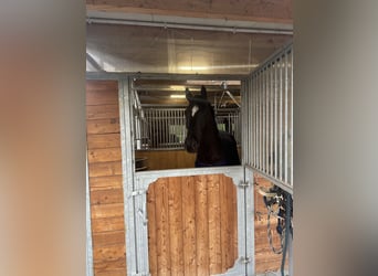 Westfale, Wallach, 6 Jahre, 174 cm, Rappe