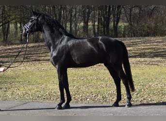 Westfale, Wallach, 6 Jahre, 174 cm, Rappe