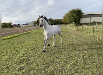 Westfale, Wallach, 6 Jahre, 174 cm, Schimmel