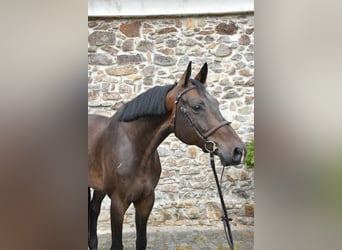 Westfale, Wallach, 6 Jahre, 175 cm, Brauner