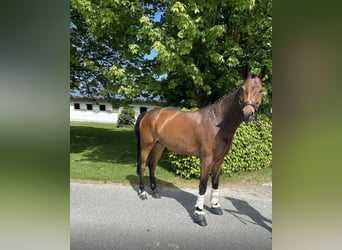 Westfale, Wallach, 6 Jahre, 175 cm, Dunkelbrauner