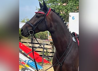 Westfale, Wallach, 6 Jahre, 175 cm, Dunkelbrauner