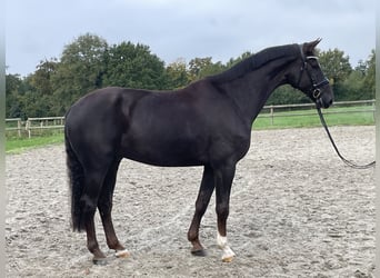 Westfale, Wallach, 6 Jahre, 175 cm, Dunkelfuchs