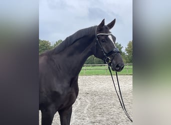 Westfale, Wallach, 6 Jahre, 175 cm, Dunkelfuchs