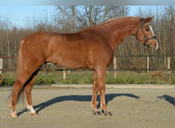 Westfale, Wallach, 6 Jahre, 175 cm, Fuchs