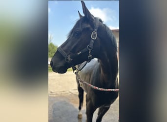 Westfale, Wallach, 6 Jahre, 175 cm, Rappe