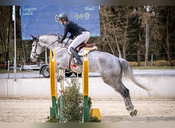 Westfale, Wallach, 6 Jahre, 175 cm, Schimmel