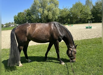 Westfale, Wallach, 6 Jahre, 176 cm, Brauner