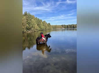 Westfale, Wallach, 6 Jahre, 177 cm, Dunkelbrauner