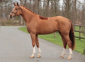 Westfale, Wallach, 6 Jahre, 177 cm, Fuchs