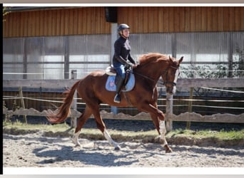 Westfale, Wallach, 6 Jahre, 178 cm