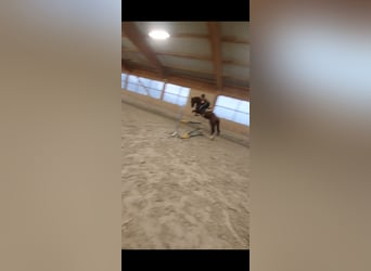 Westfale, Wallach, 6 Jahre, 178 cm