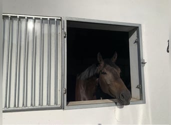 Westfale, Wallach, 6 Jahre, 178 cm, Schwarzbrauner