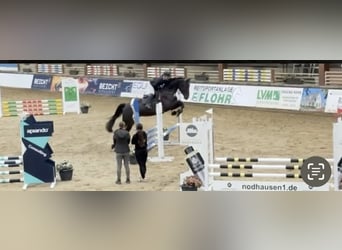 Westfale, Wallach, 6 Jahre, 178 cm, Schwarzbrauner