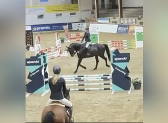 Westfale, Wallach, 6 Jahre, 178 cm, Schwarzbrauner