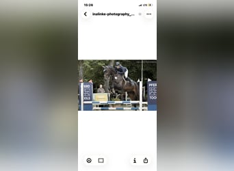 Westfale, Wallach, 6 Jahre, 178 cm, Schwarzbrauner